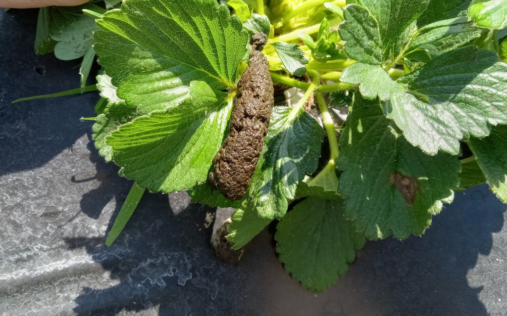 Question of the Week – Goose&nbsp;Poop