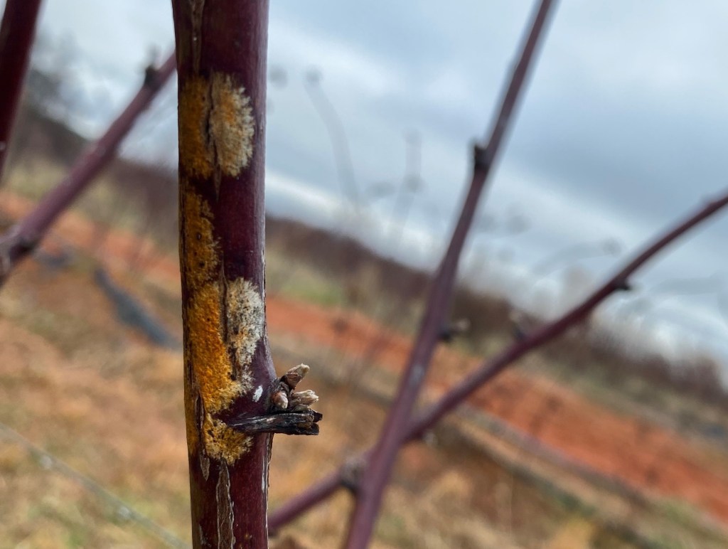 Weekly Field Update –&nbsp;2/6/23