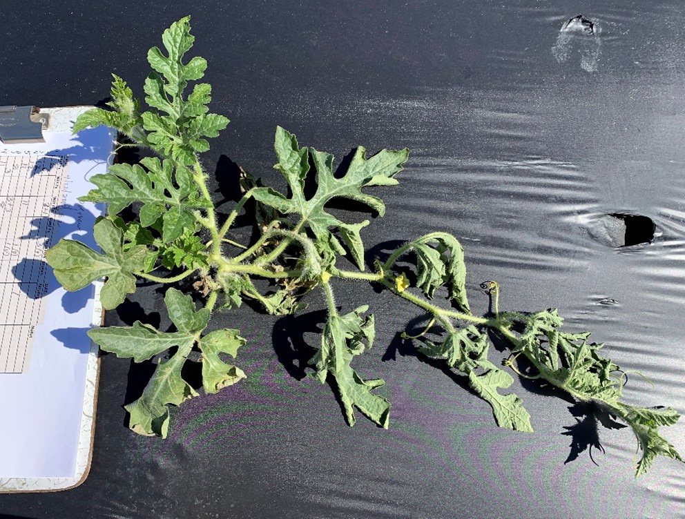 Pythium Damping-Off of Seedless and Pollenizer&nbsp;Watermelons