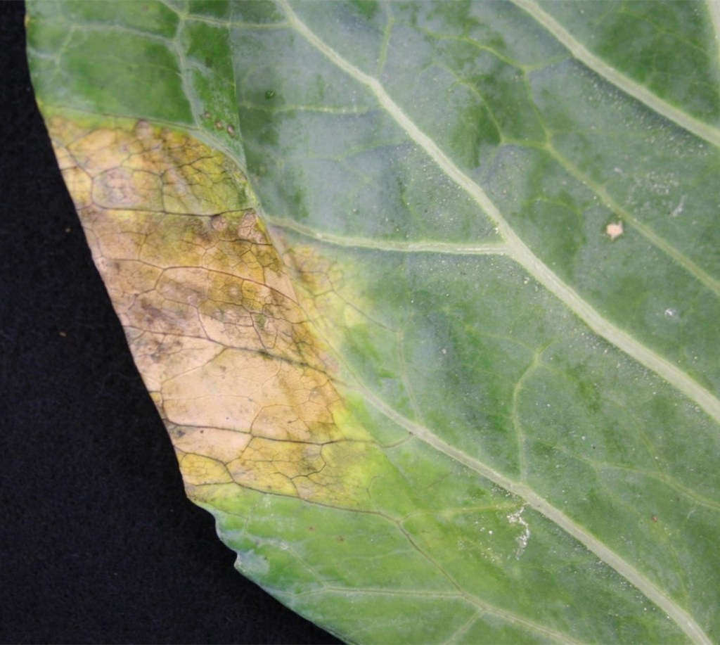 Black Rot Review: How to Manage this Disease on Brassica Crops