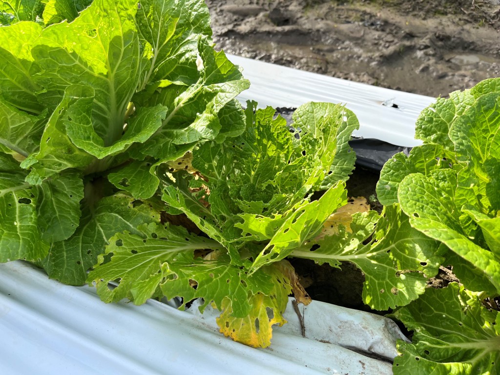 Question of the Week – Yellowmargin Leaf Beetle and Vegetable&nbsp;Weevil