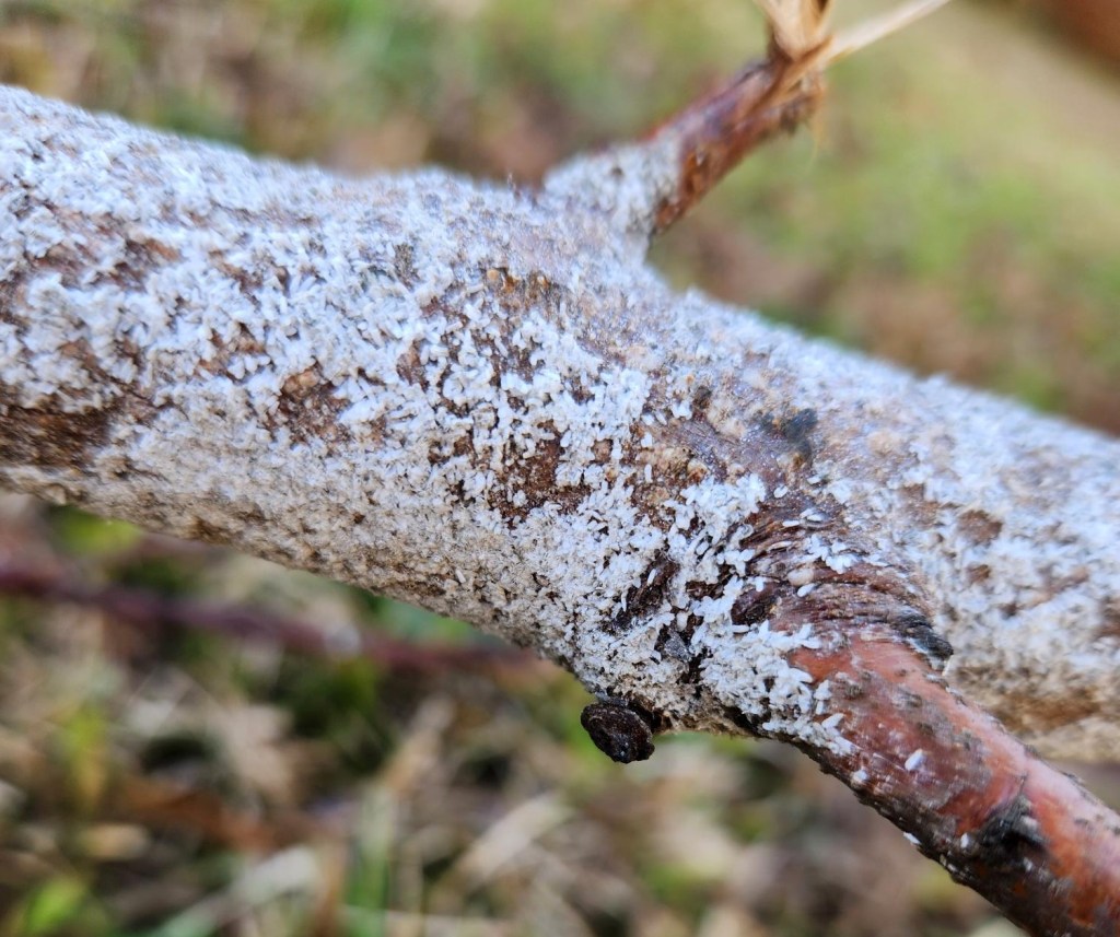 Question of the Week – White Peach&nbsp;Scale