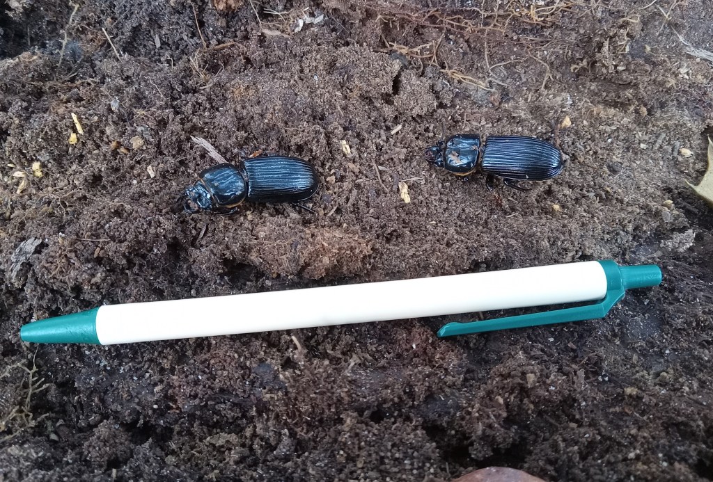 Question of the Week – Bess&nbsp;Beetles