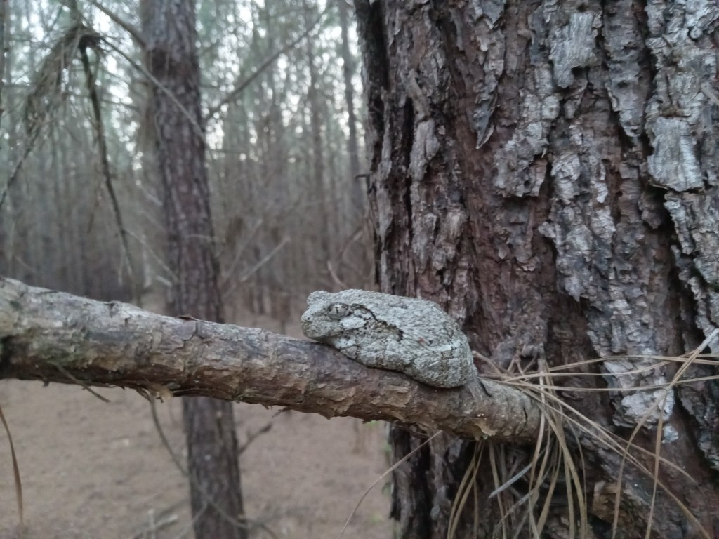Question of the Week – Cope’s Grey&nbsp;Treefrog