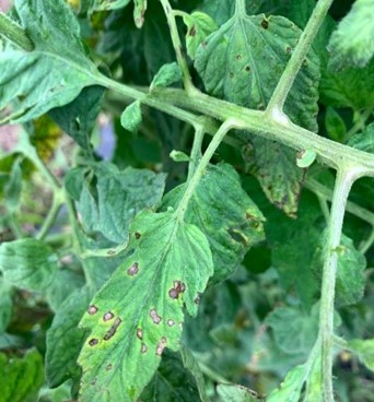 Bacterial Spot on Tomato: Are the Cures as Bad as the&nbsp;Disease?