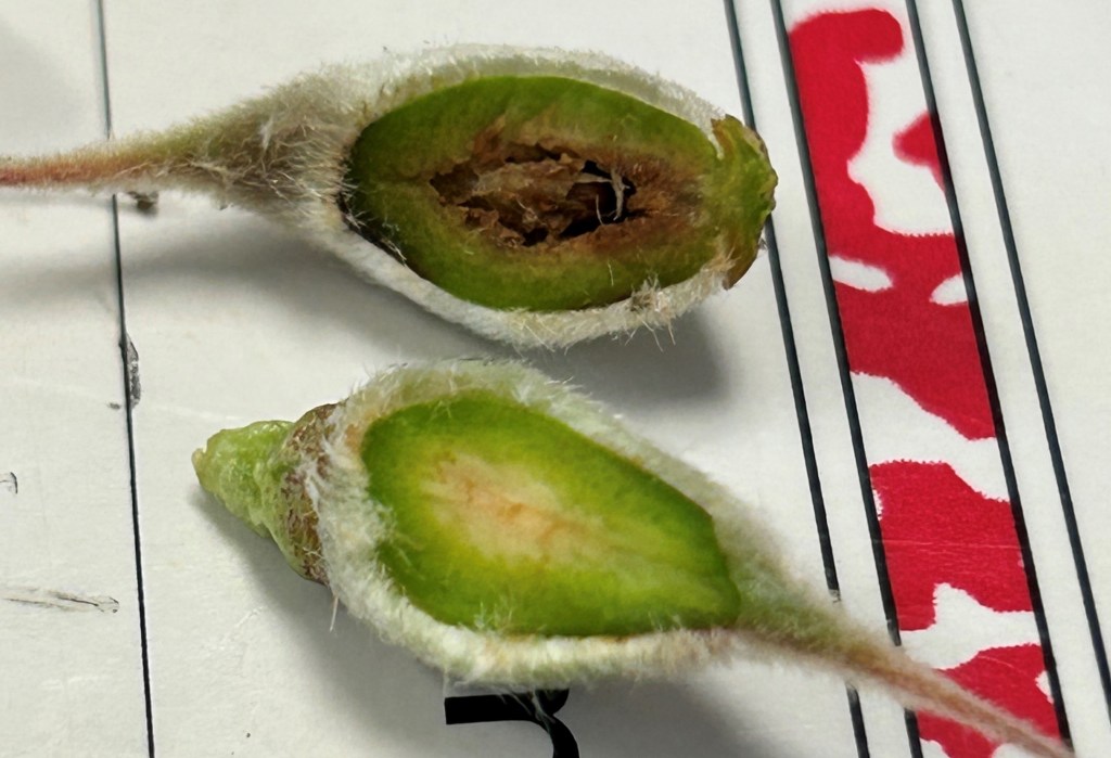 Pest and Disease Control Recommendations For Non-bearing Peach Orchards After Bloom