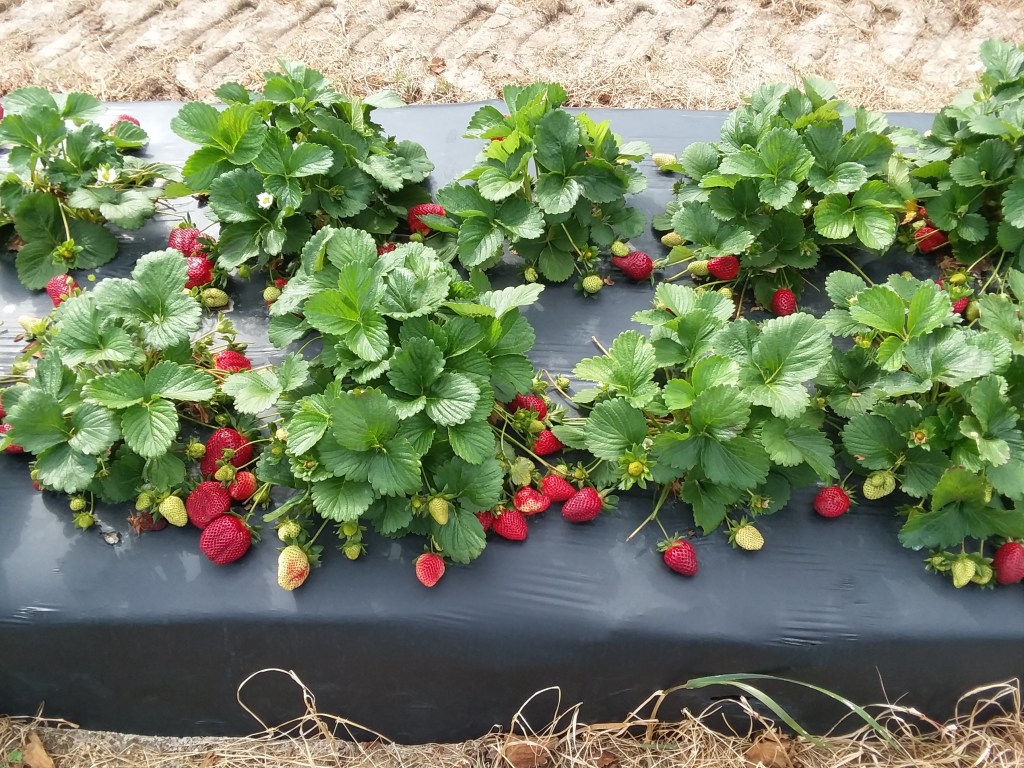 2022 Strawberry Season&nbsp;Stats