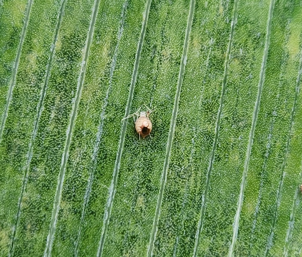 Question of the Week – Parasitoid&nbsp;Wasp