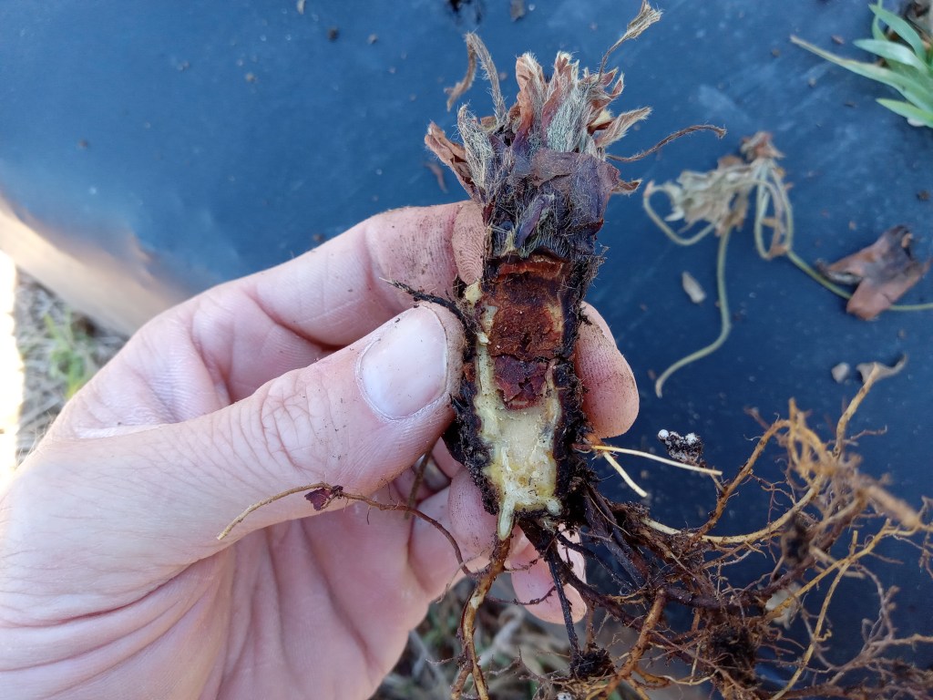 Question of the Week – Phytophthora Crown Rot