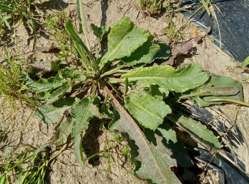 Question of the Week – Curly Dock