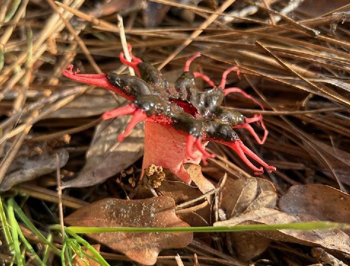 Question of the Week –&nbsp;Stinkhorns