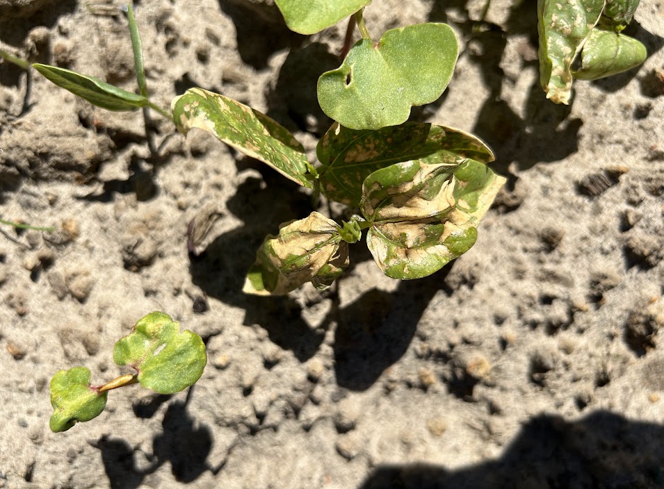 Weekly Field Update – 4/17/23