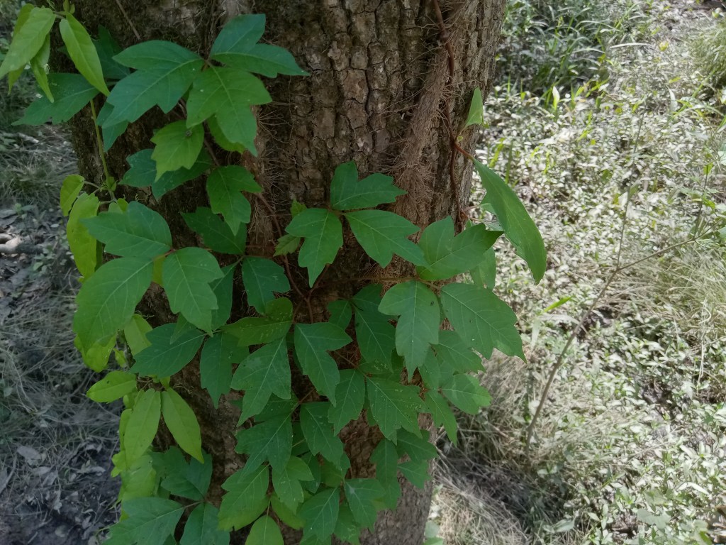 Question of the Week – Poison&nbsp;Ivy