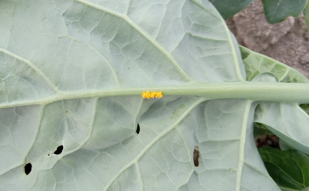 Question of the Week – Lady Beetle&nbsp;Eggs