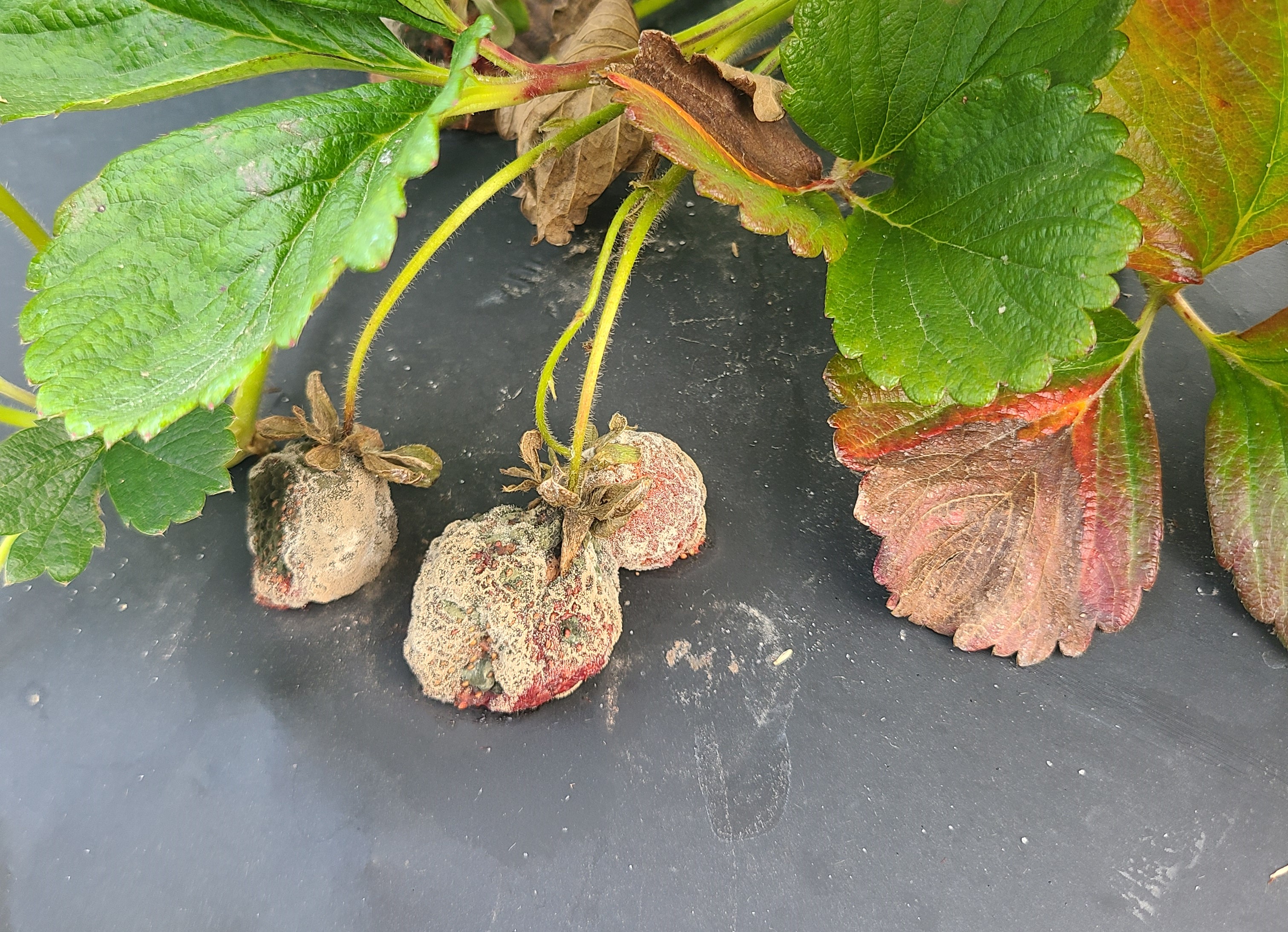 Weekly Field Update – 5/30/23 – The South Carolina Grower