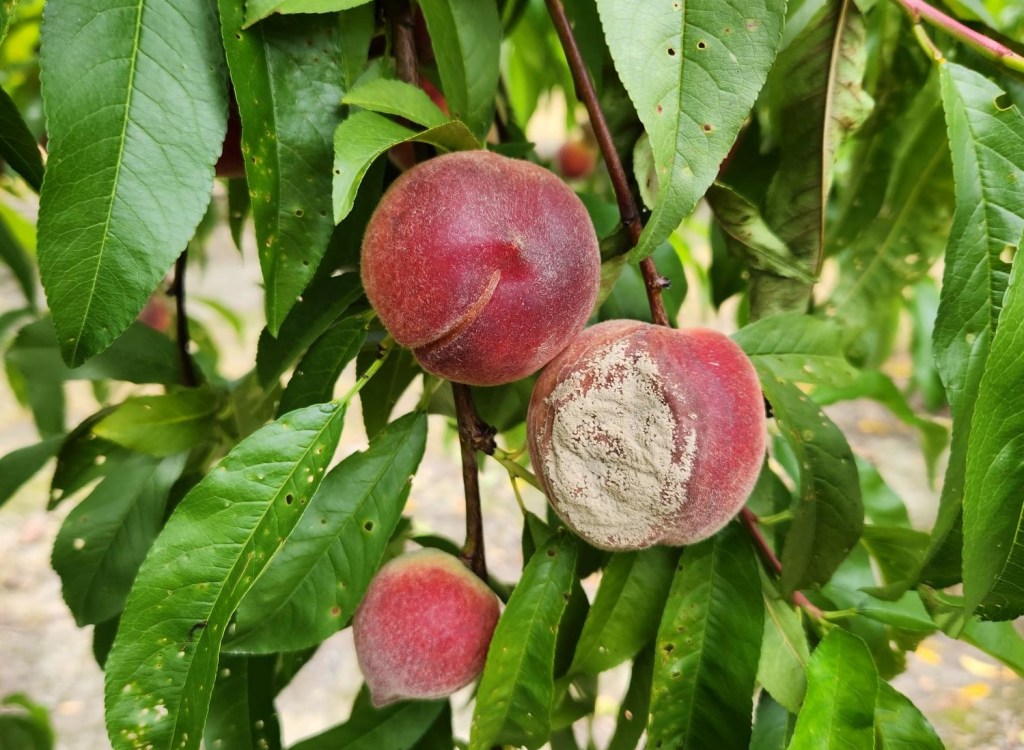 Weekly Field Update –&nbsp;5/30/23