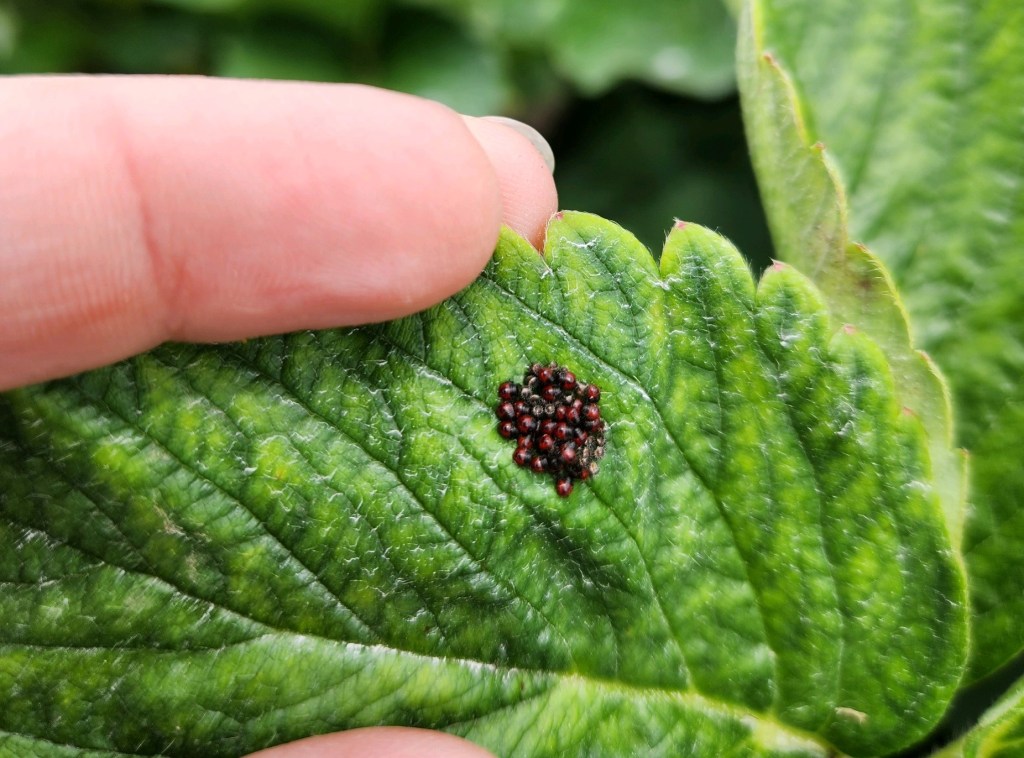 Question of the Week – Spined Soldier&nbsp;Bugs