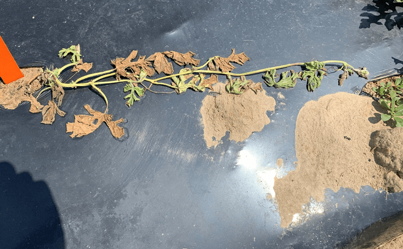 2023 Fusarium Wilt on Seedless Watermelon Experiment – Week 5&nbsp;Observations