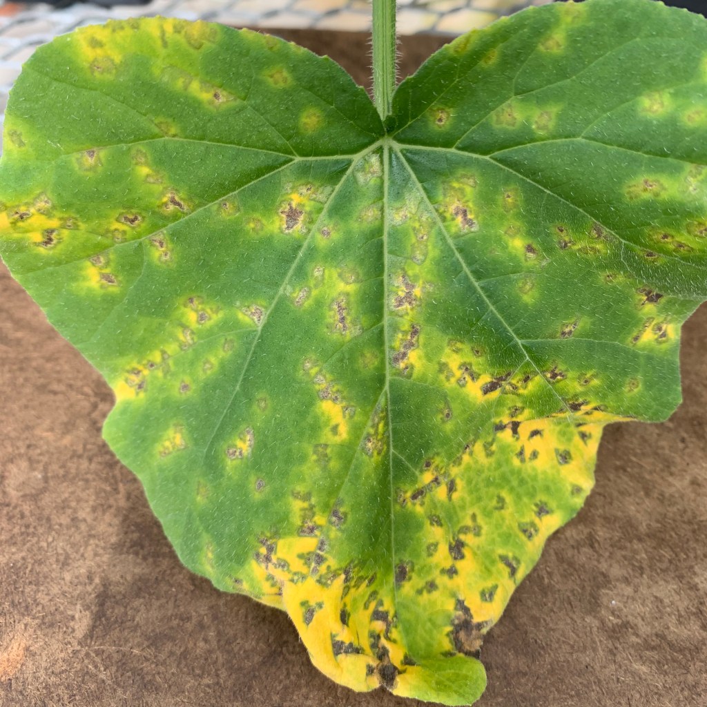 Cucurbit Downy Mildew Found in&nbsp;SC