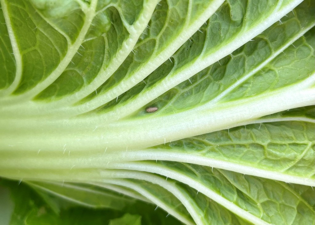 Question of the Week – Parasitic Wasp&nbsp;Cocoon