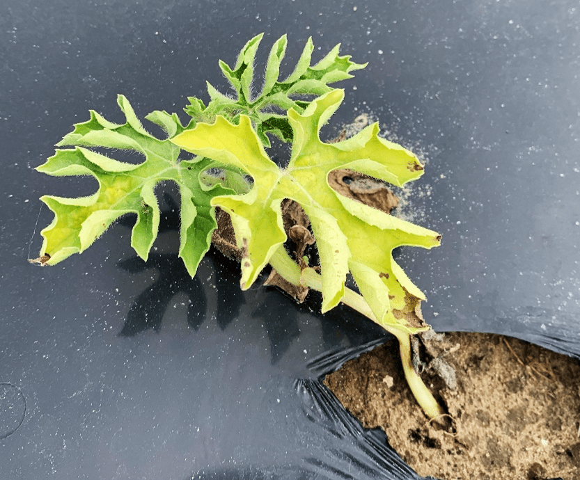 2023 Fusarium Wilt on Seedless Watermelon Experiment – Week 3&nbsp;Observations