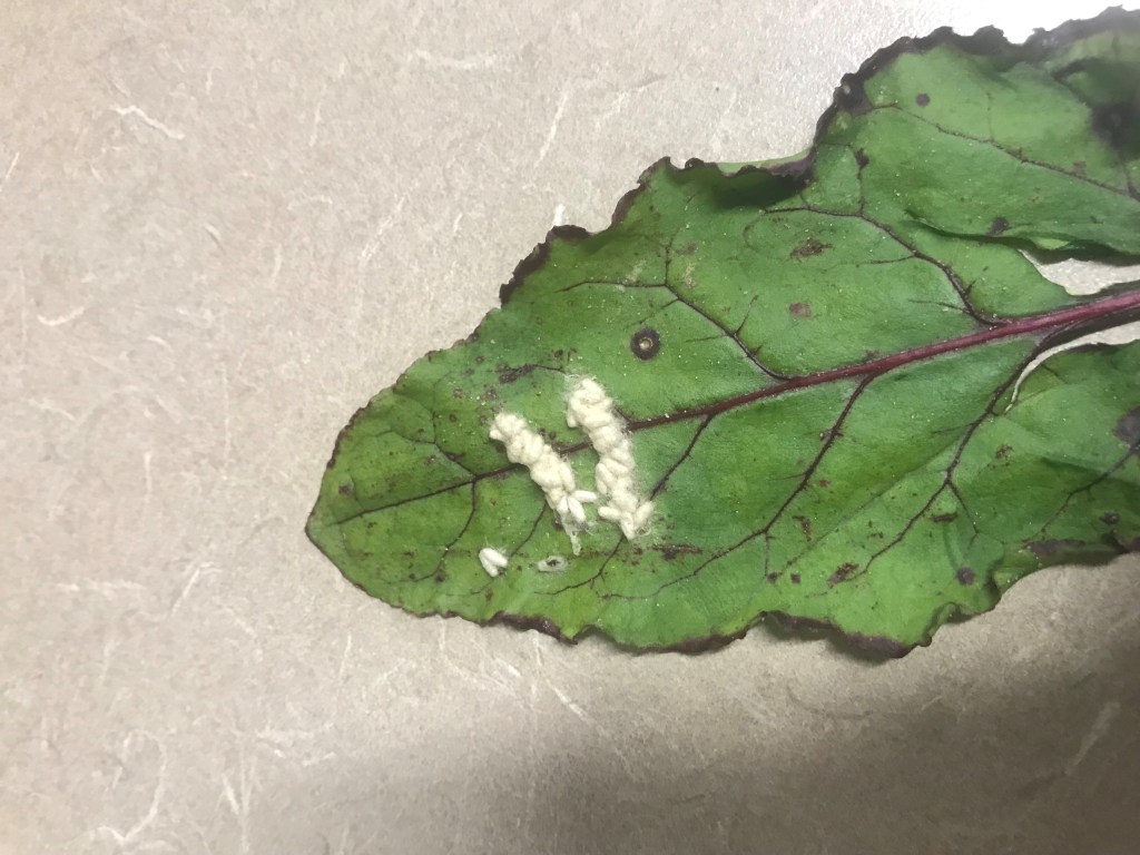 Question of the Week – Parasitic Wasp&nbsp;Pupae