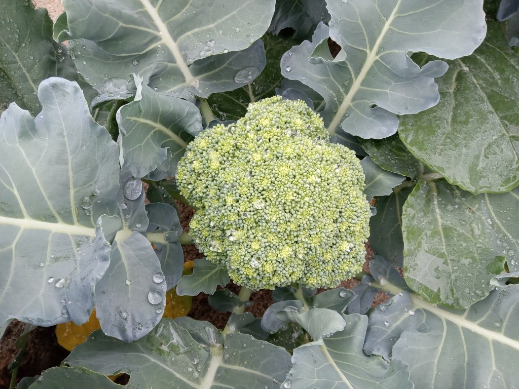 Question of the Week – Heat&nbsp;Stress