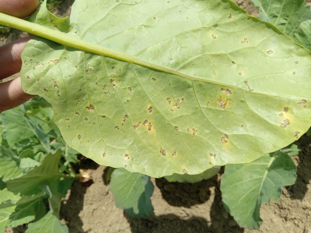 Question of the Week – Downy&nbsp;Mildew