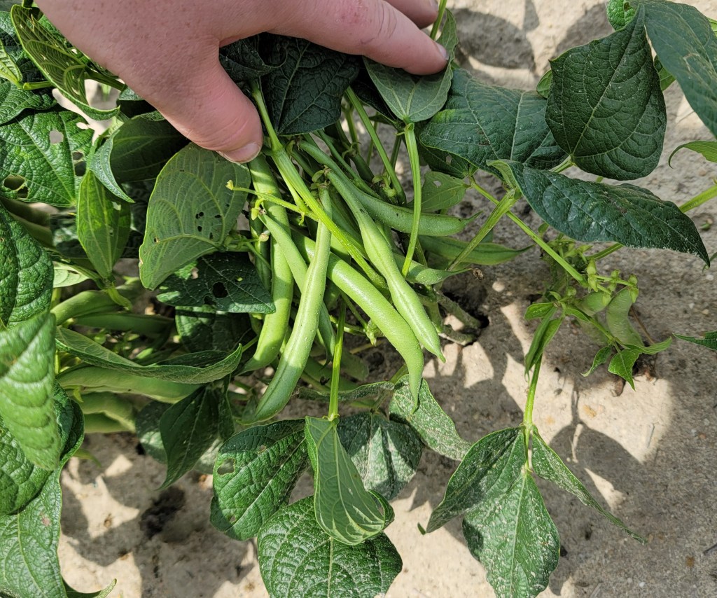 Weekly Field Update –&nbsp;6/5/23