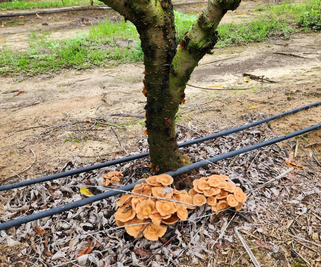 Question of the Week – Armillaria Root&nbsp;Rot