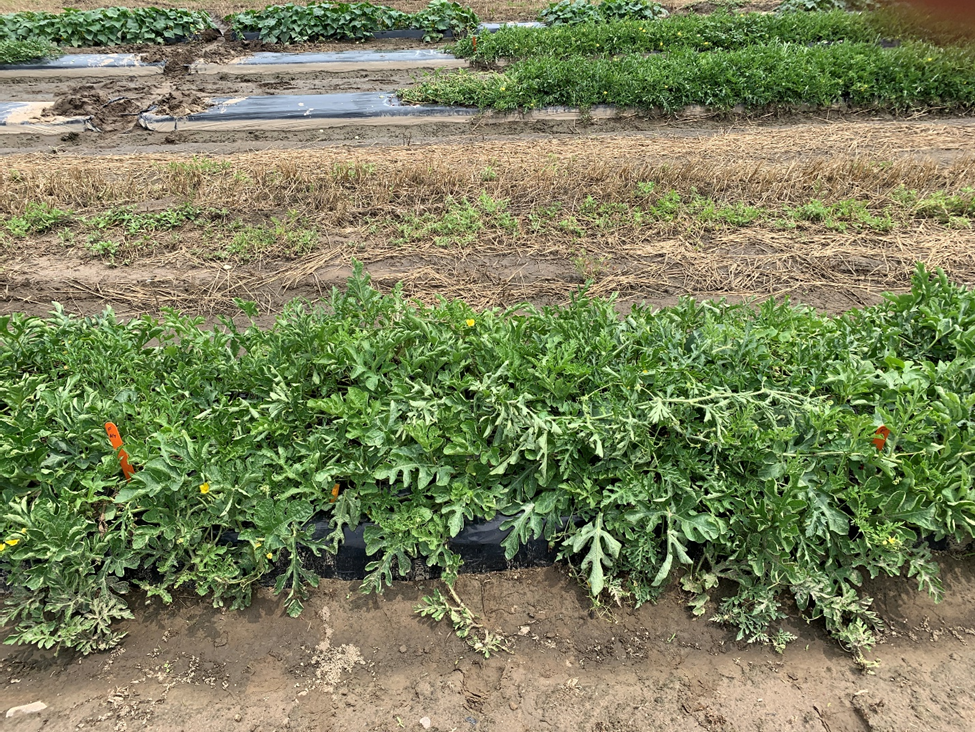 2023 Fusarium Wilt on Seedless Watermelon Experiment – Week 7&nbsp;Observations