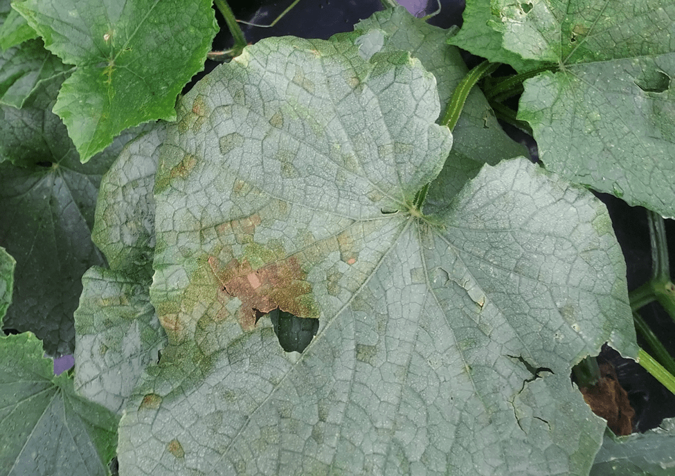 Cucumber Downy Mildew Found in Charleston,&nbsp;SC