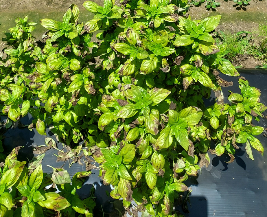 Basil Downy Mildew Arrives in Charleston,&nbsp;SC