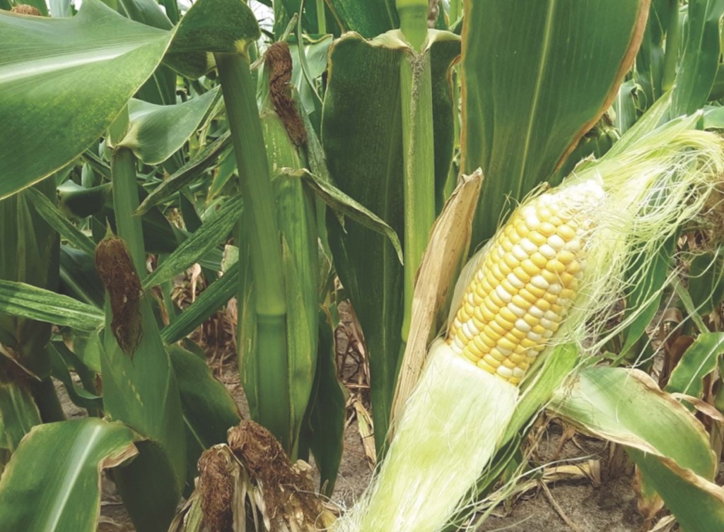 2022 Sweet Corn&nbsp;Stats