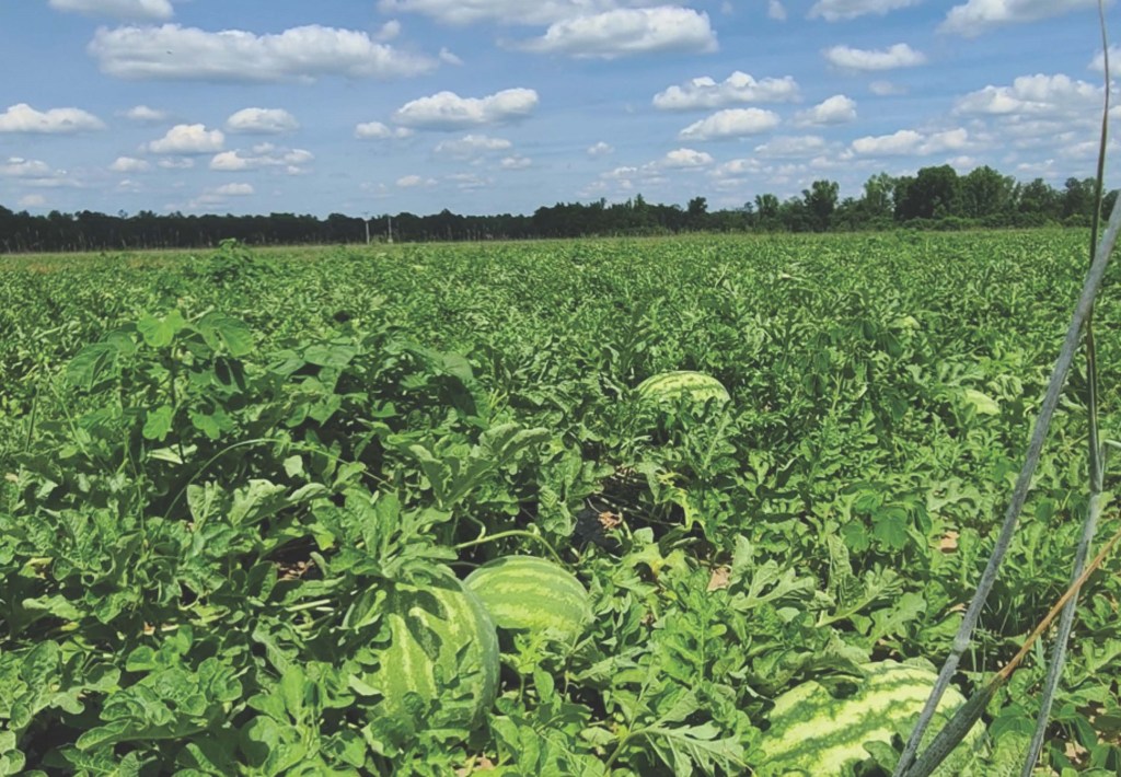 2022 Watermelon Stats