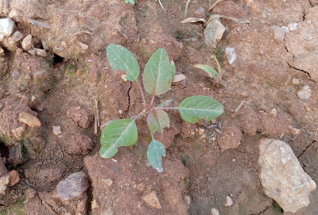 Question of the Week –&nbsp;Pigweed