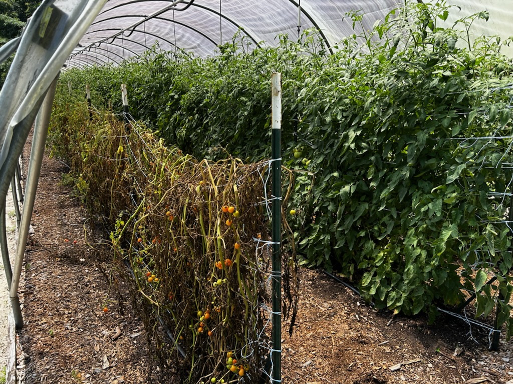 Question of the Week – Bacterial&nbsp;Wilt