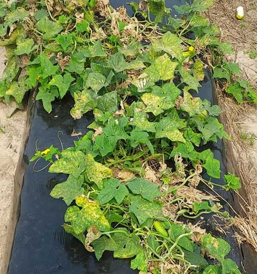 Cucumber Cultivar Response to Downy&nbsp;Mildew