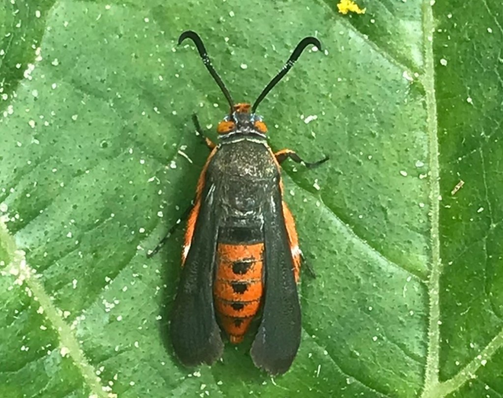 The Pesky Caterpillar Pests of Cucurbit Crops: Part&nbsp;1