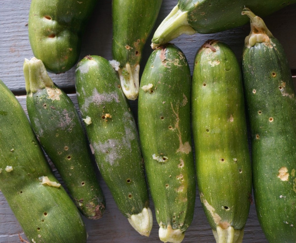 The Pesky Caterpillar Pests of Cucurbit Crops: Part 2