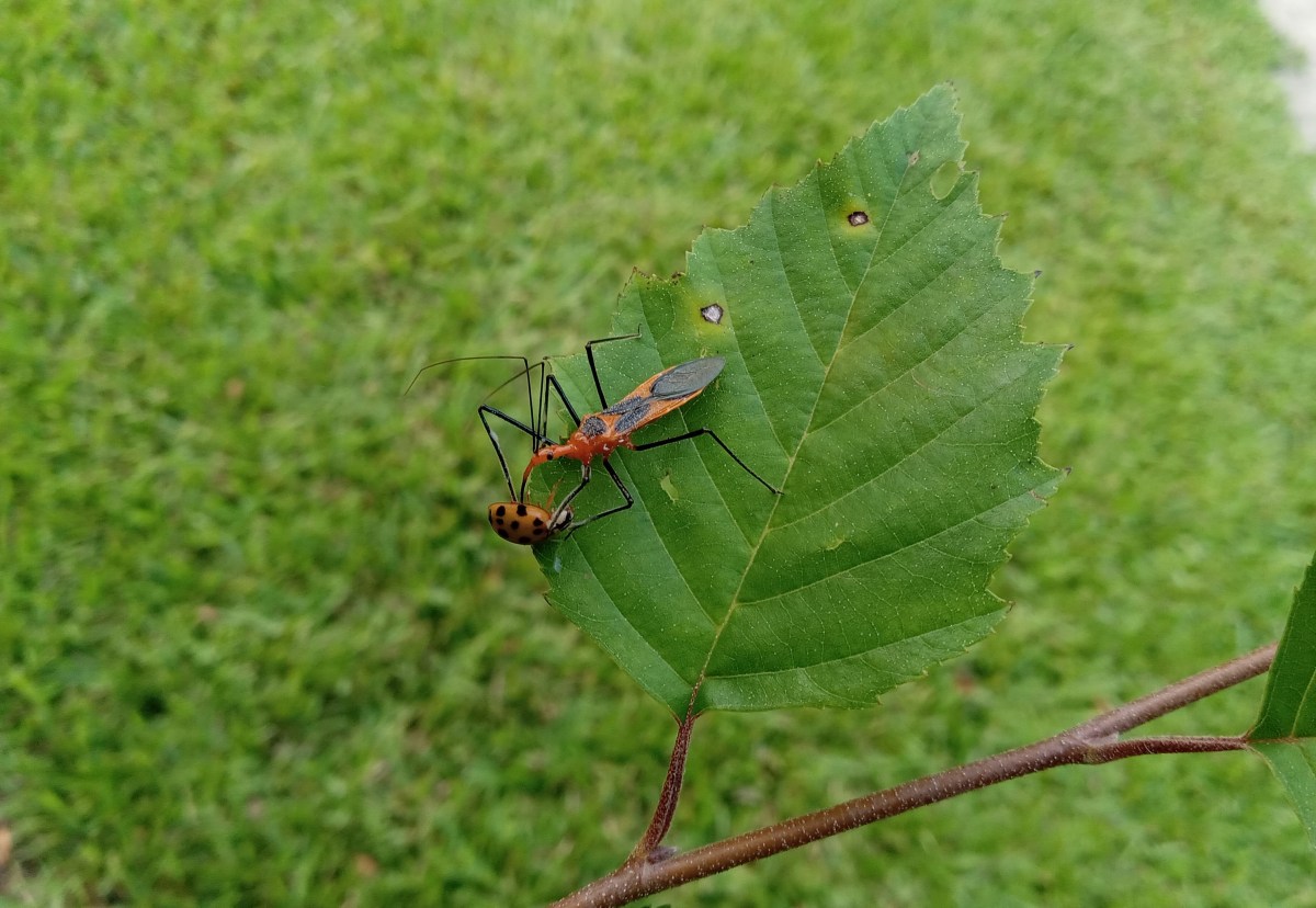 Sc Assassin Insects Question of the Week – Assassin Bug – The South Carolina Grower