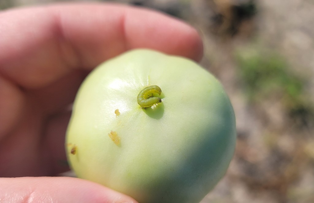 Weekly Field Update –&nbsp;8/21/23