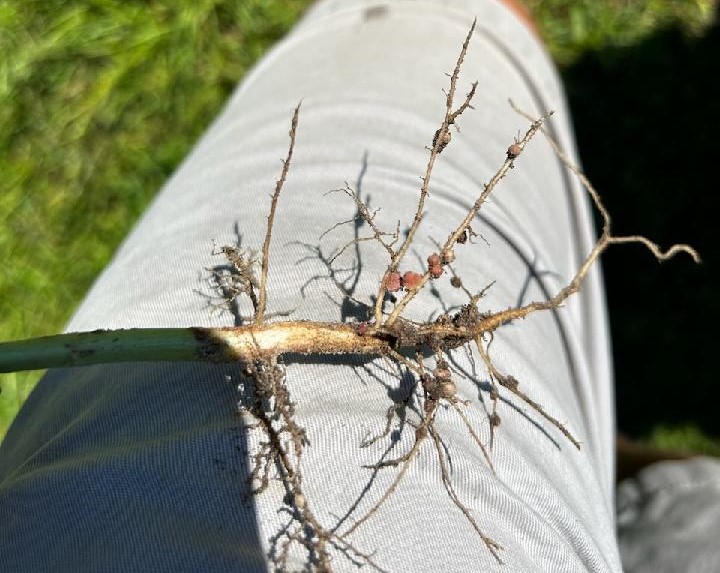 Weekly Field Update – 8/7/23