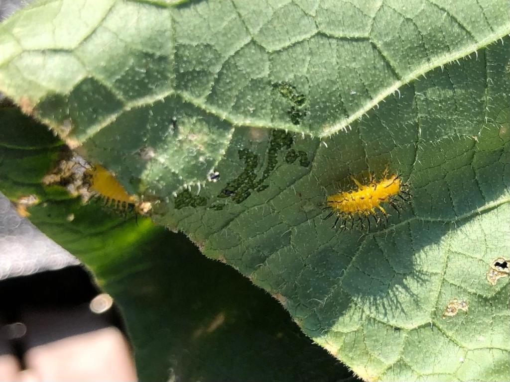 Question of the Week – Squash&nbsp;Beetles