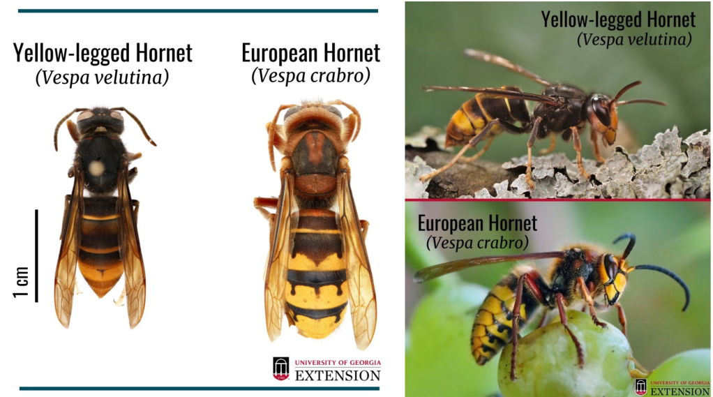 Yellow-legged Hornet Sighted in Savannah,&nbsp;GA