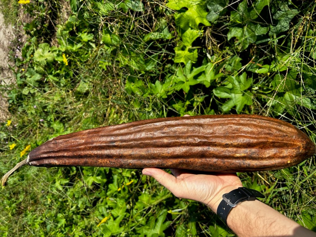 Question of the Week –&nbsp;Luffa