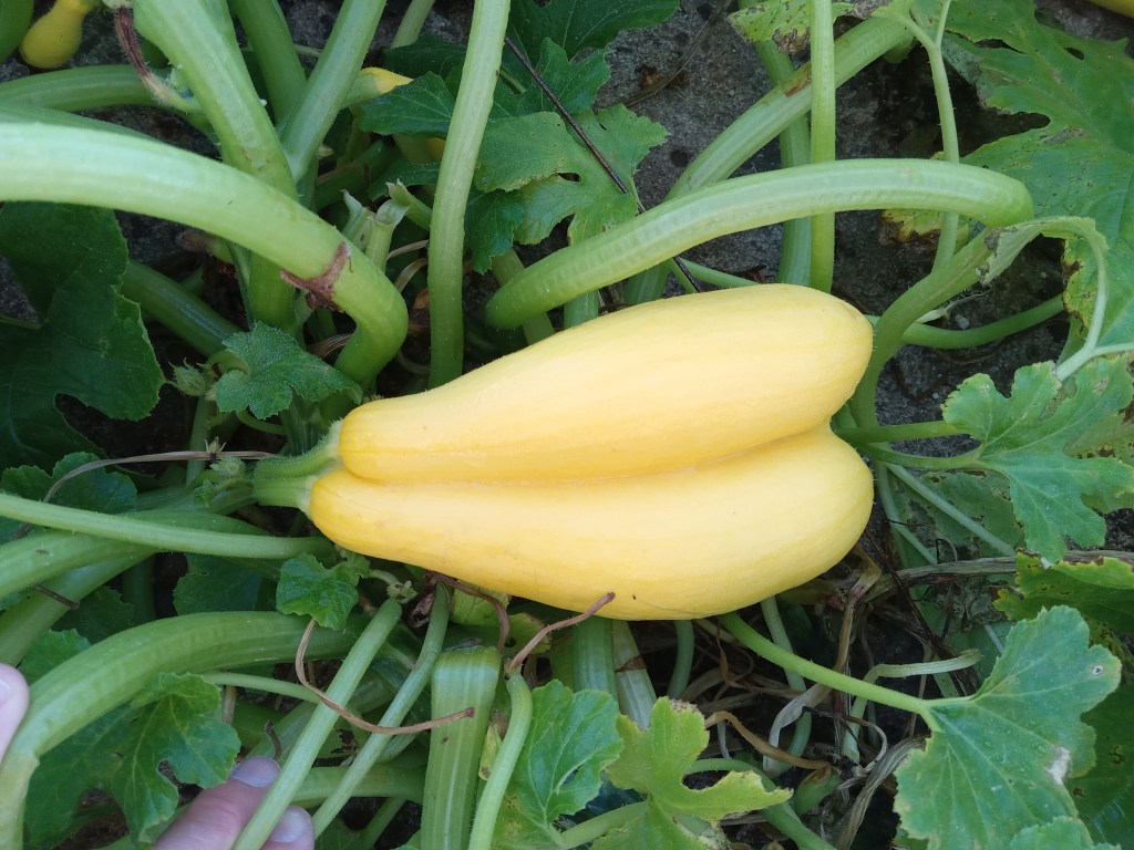 Question of the Week – Fasciation