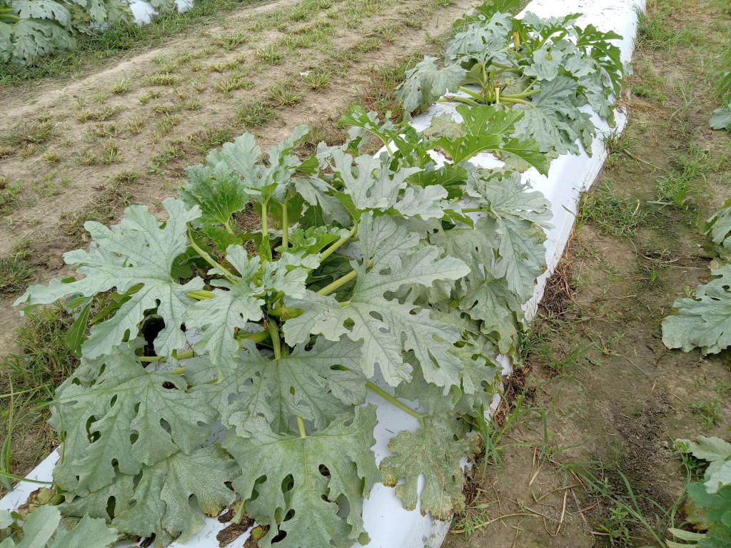 Question of the Week – Whitefly&nbsp;Damage