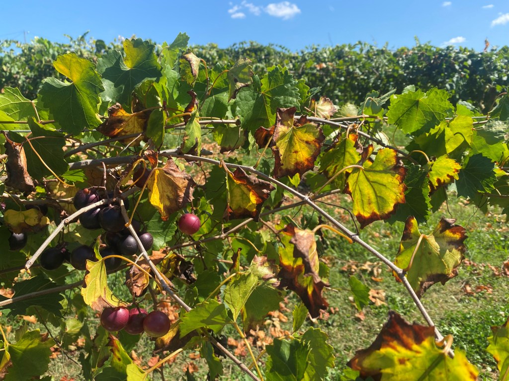 Weekly Field Update –&nbsp;10/2/23