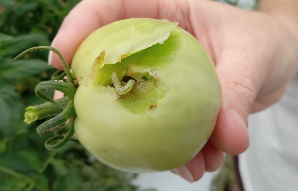 Question of the Week – Corn Earworm